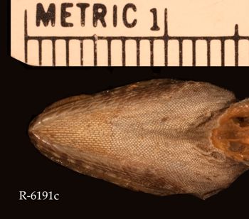 Media type: image;   Herpetology R-6191